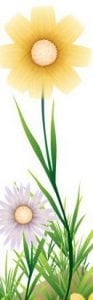 daisies women over 50