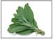sage-natural-remedies-for-menopause