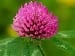 redclover-natural-remedies-for-menopause
